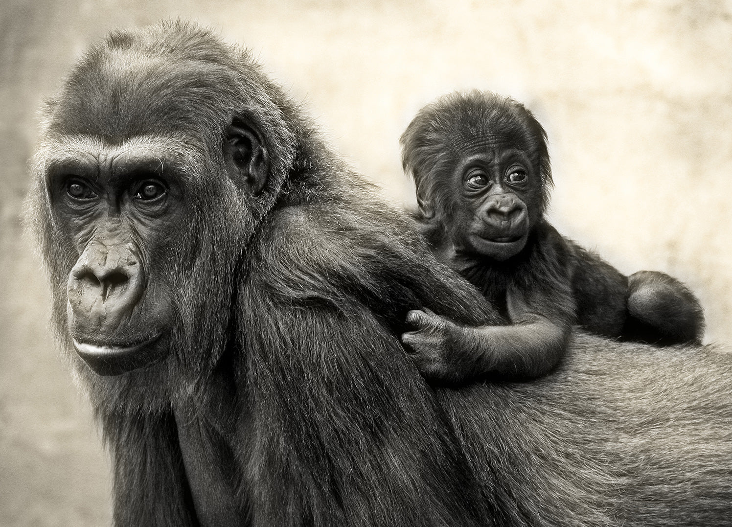 Canvastavla - Father and Son