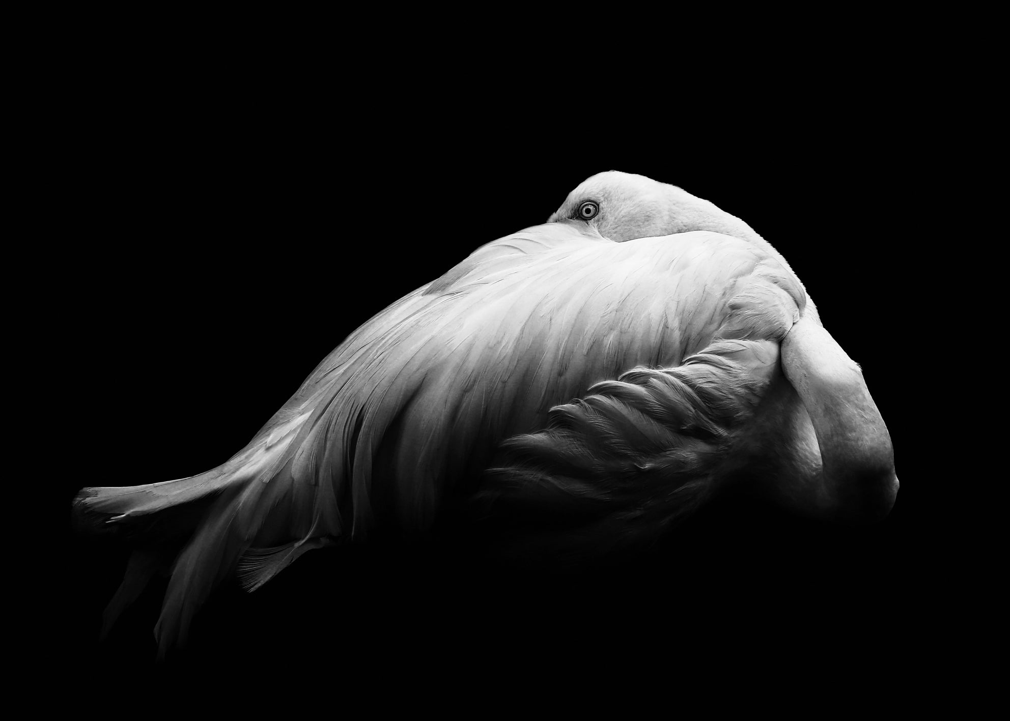 Ljuddämpande tavla - Beauty in Dark