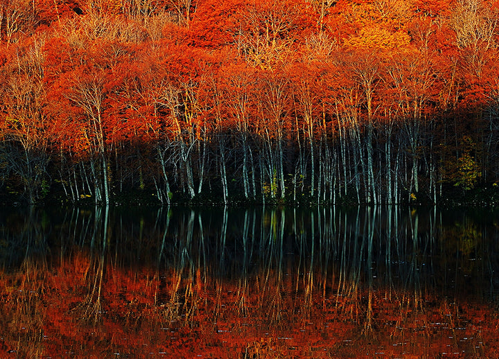 Canvastavla - Autumn's Spectrum