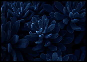 Poster - Blue Algiers