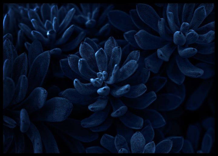 Poster - Blue Algiers