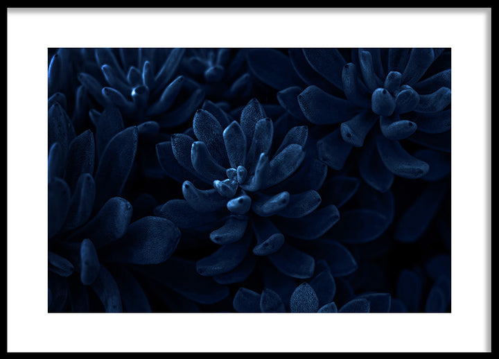 Poster - Blue Algiers