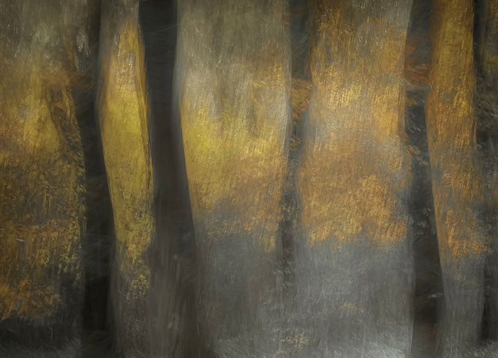 Tavla - Autumn Shadows