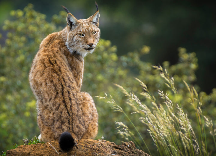 Tavla - Lynx