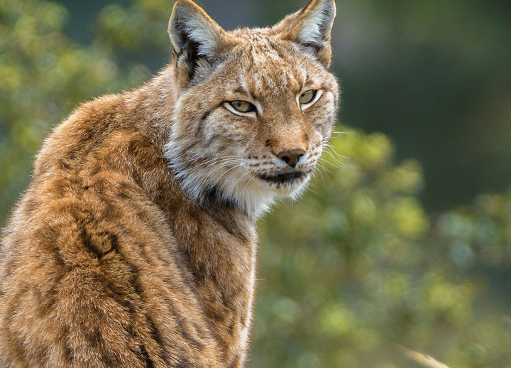 Tavla - Lynx