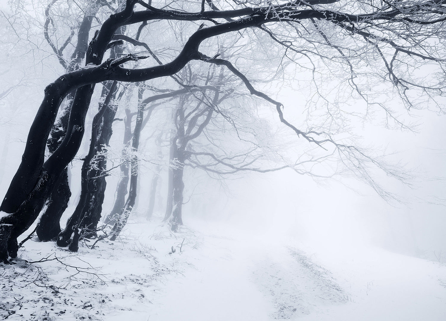 Canvastavla - In The Winter Forest