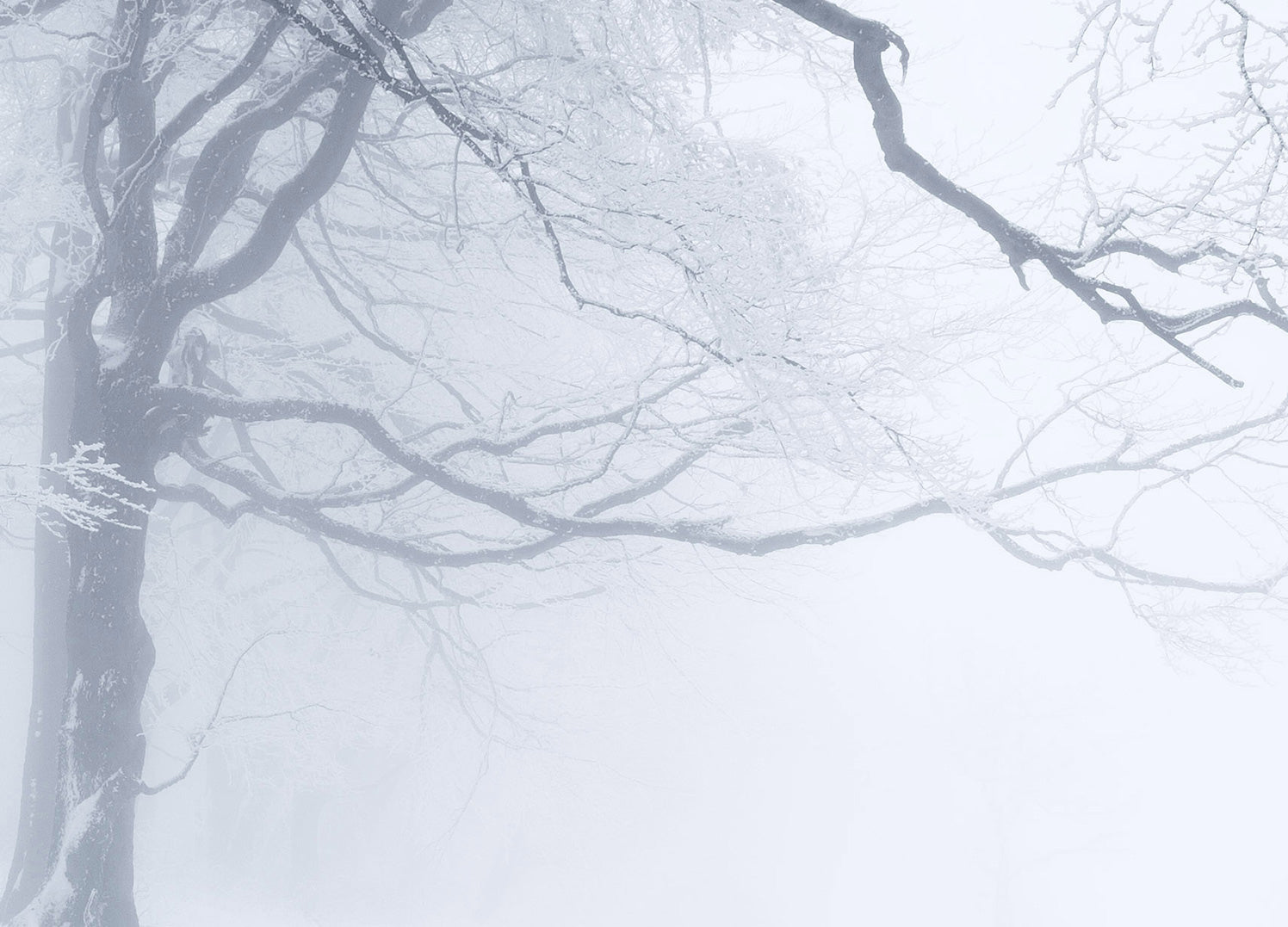 Canvastavla - In The Winter Forest