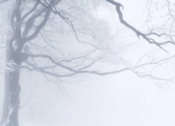 Canvastavla - In The Winter Forest