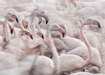 Tavla - Flock