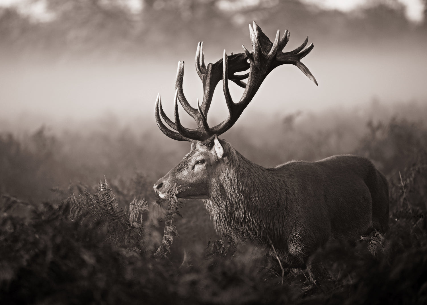 Canvastavla - Deer's Graceful Haven