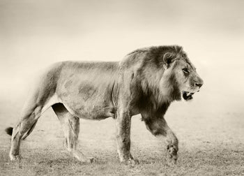 Tavla - Botswana