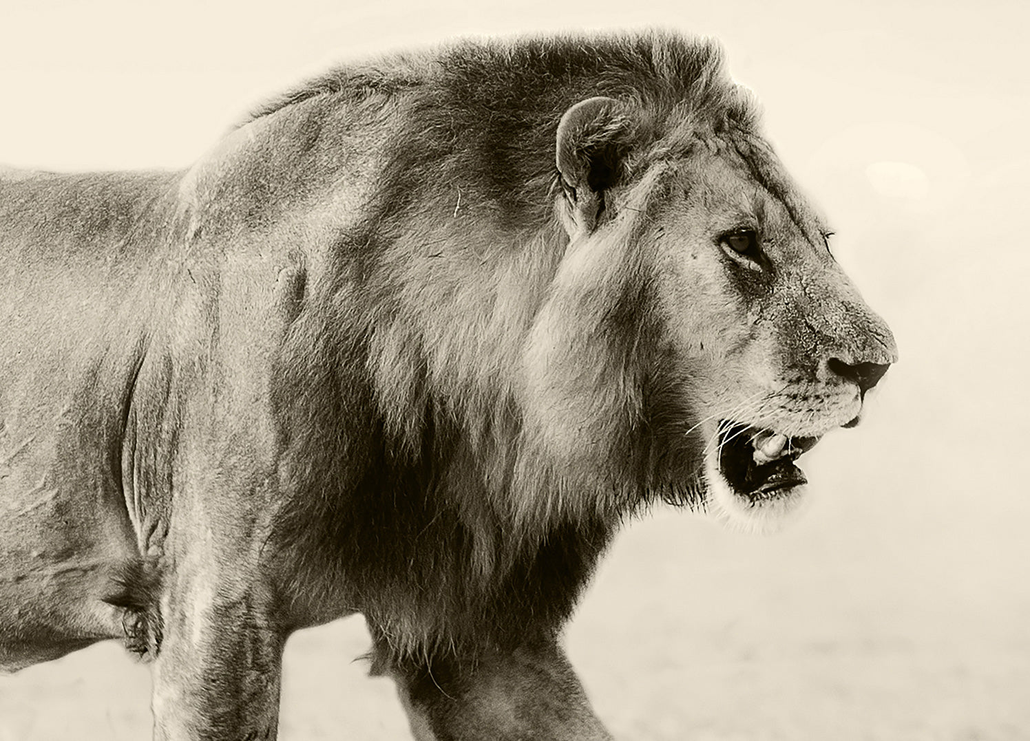 Tavla - Botswana