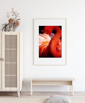 Poster - Red Swan