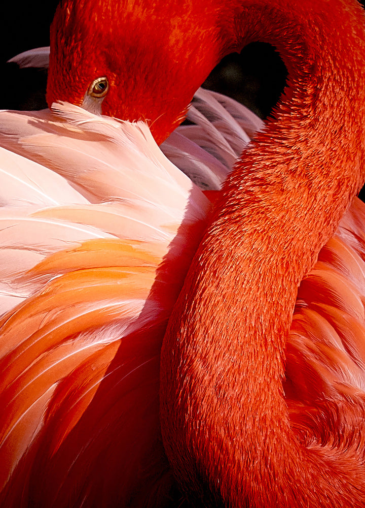 Tavla - Red Swan