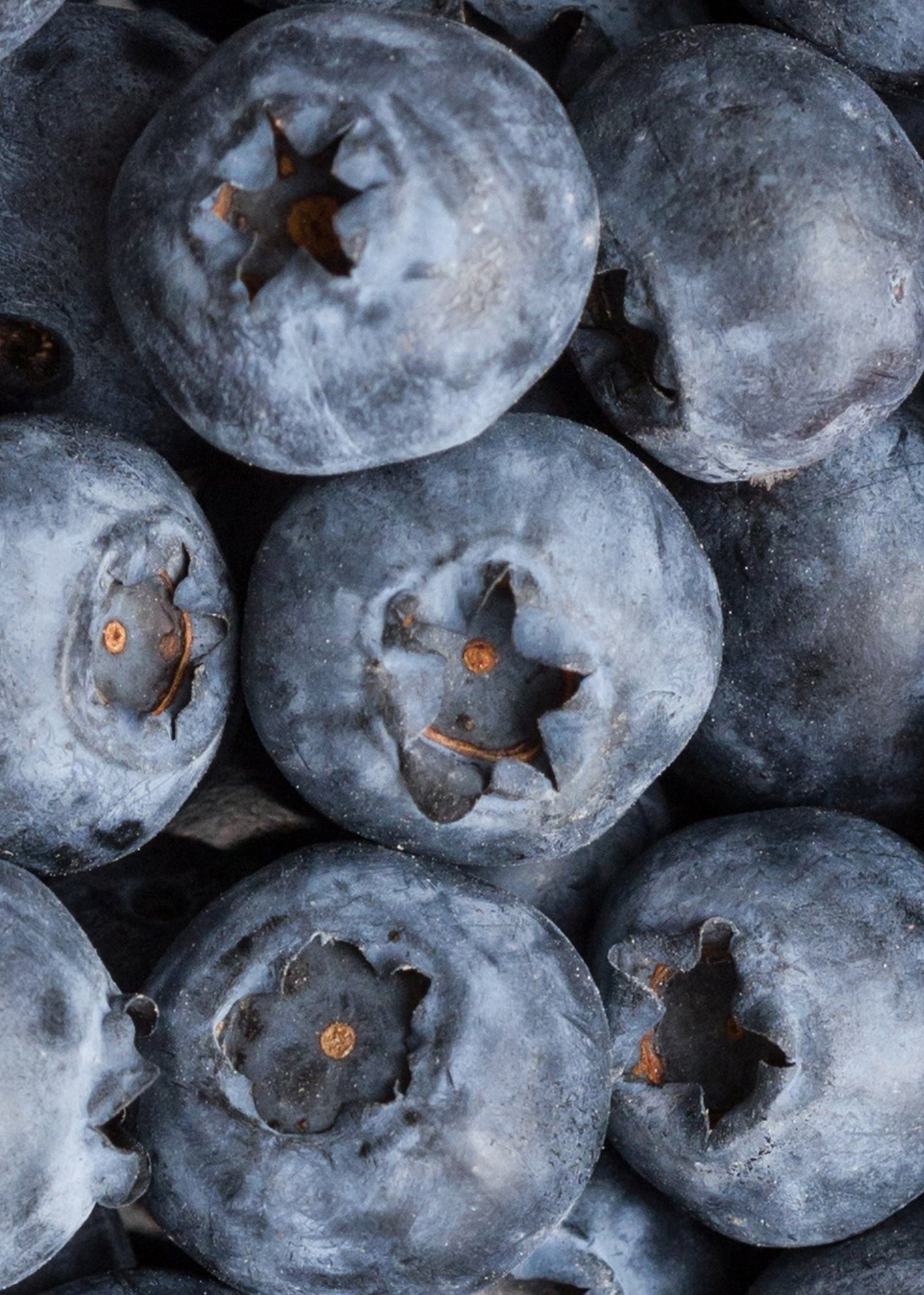 Canvastavla - Blueberry