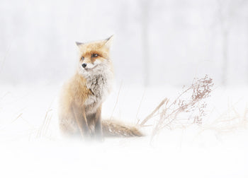 Tavla - Fox In The Fog