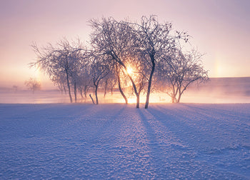 Tavla - Winter Light