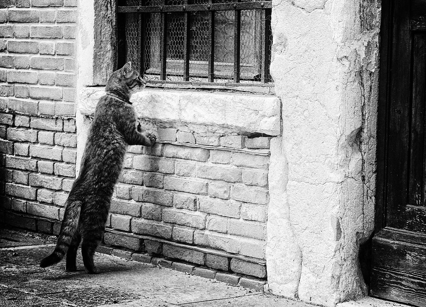 Tavla - Seeking Cat