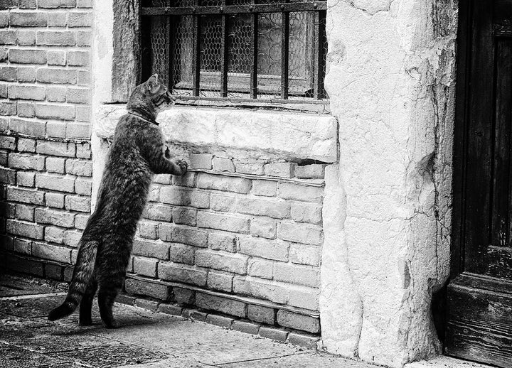 Tavla - Seeking Cat