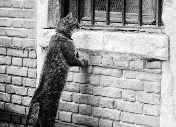 Tavla - Seeking Cat