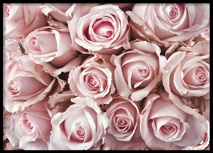 Poster - Roses