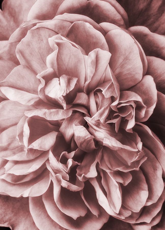 Poster - Pink Roses
