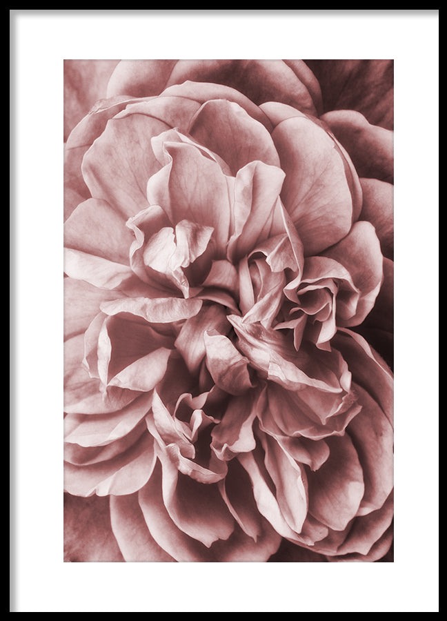 Poster - Pink Roses
