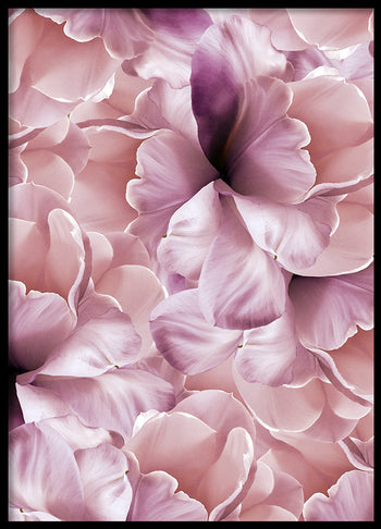 Poster - Rose
