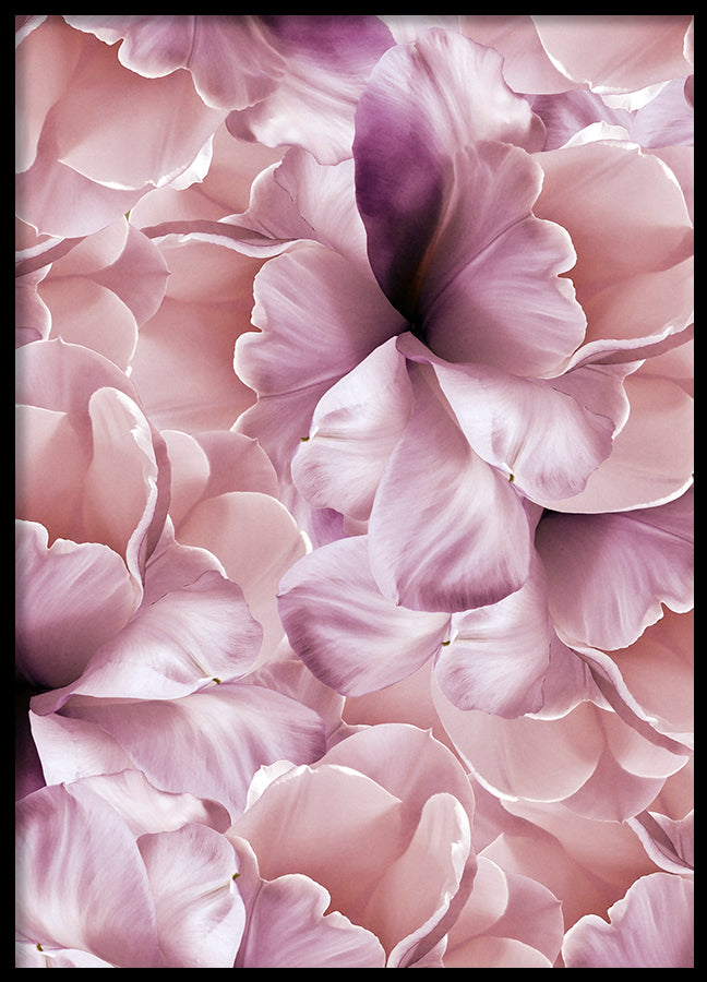 Poster - Rose