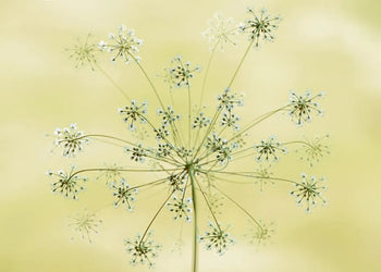 Canvastavla - Dandelion Seeds