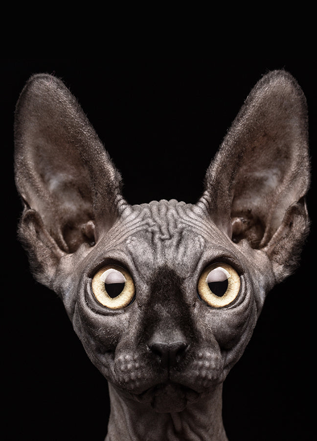 Poster - Curious