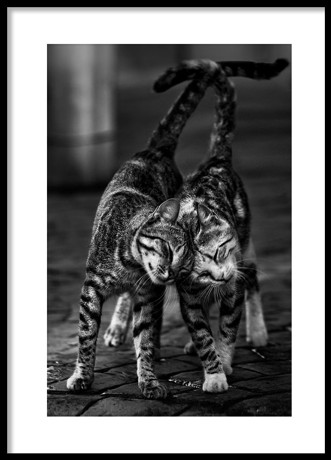 Poster - Moggy