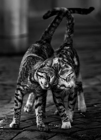 Poster - Moggy