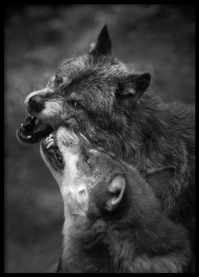 Poster - Foreplay