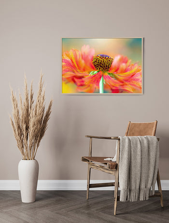 Poster - Marigold