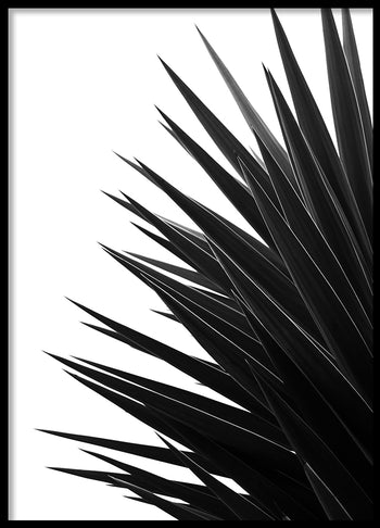 Poster - Black Palm