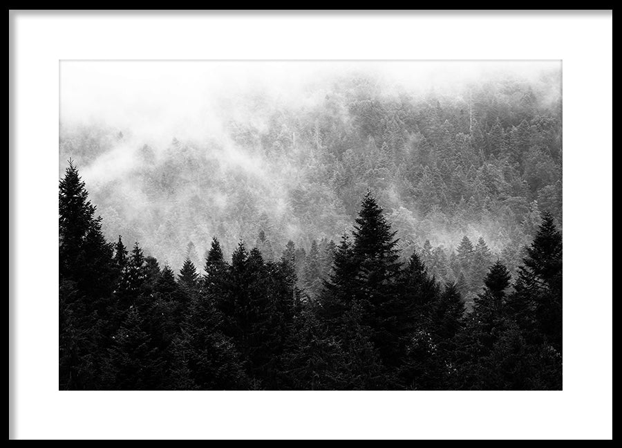 Poster - Spruce