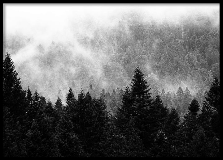 Poster - Spruce