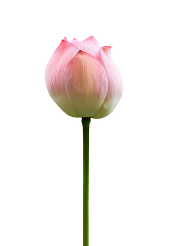 Poster - Lotus