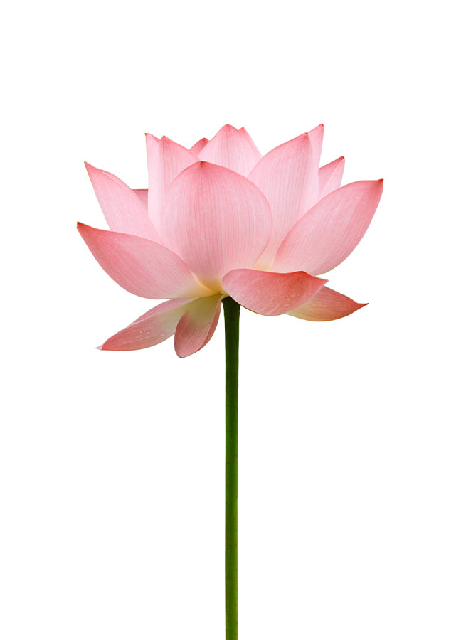 Poster - Flower