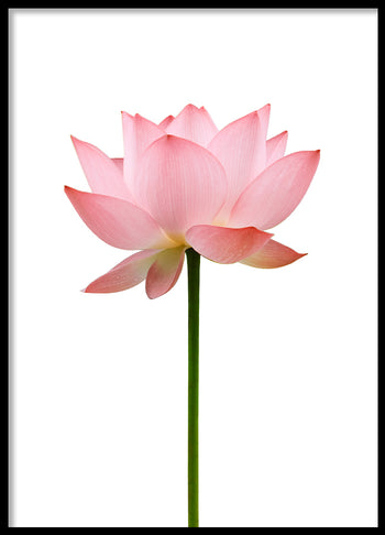 Poster - Flower
