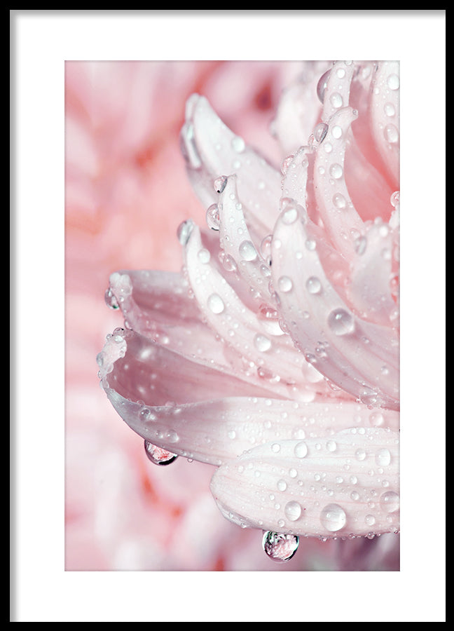 Poster - Drops