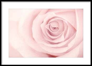 Poster - Rose