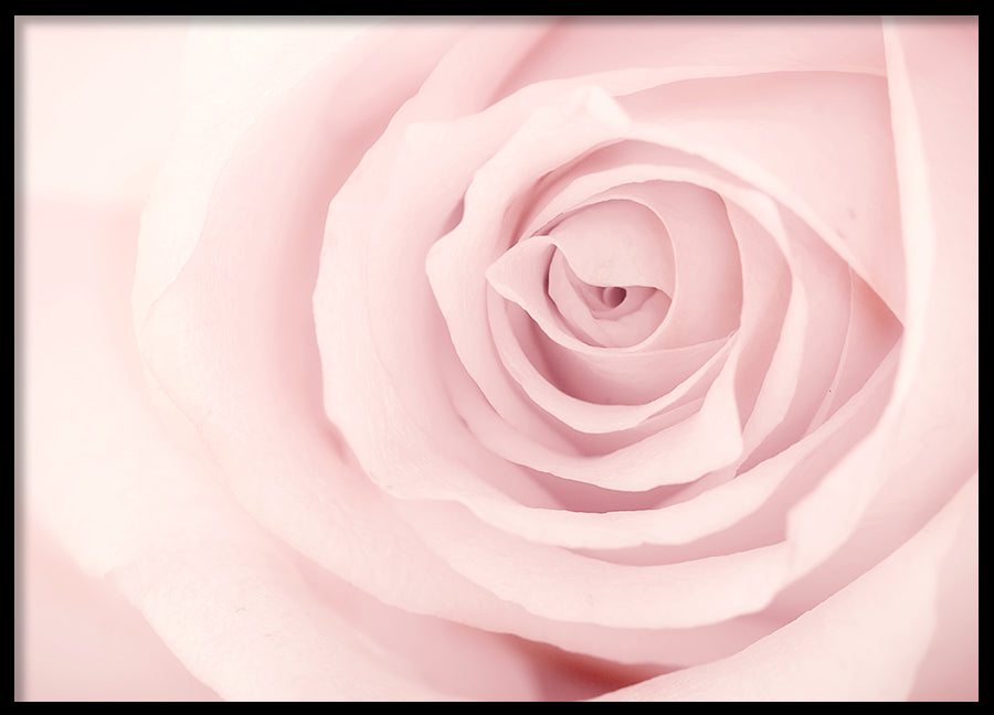 Poster - Rose