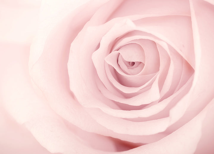 Poster - Rose