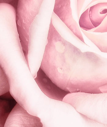 Canvastavla - Blossom