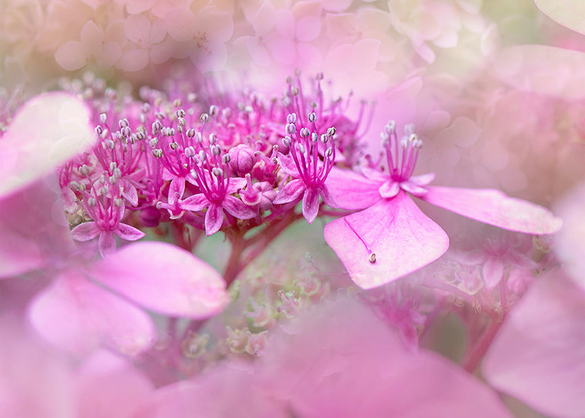 Tavla - Pinky
