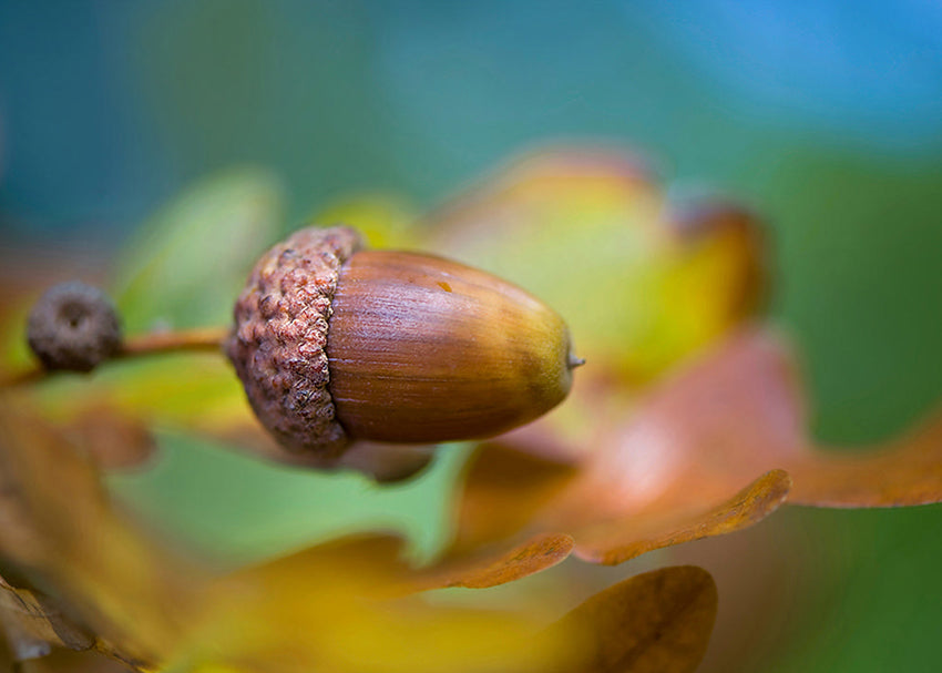 Tavla - Hazelnut