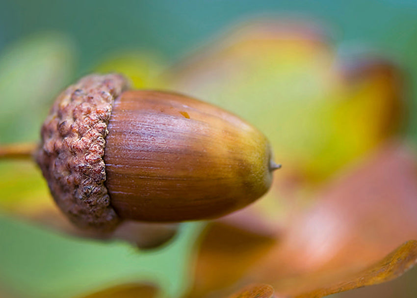 Tavla - Hazelnut