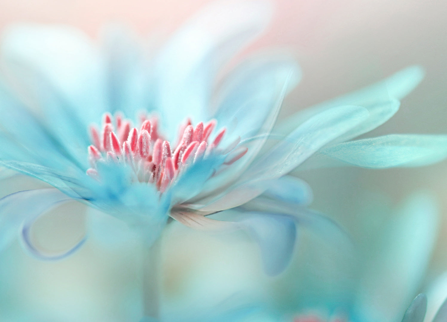 Canvastavla - Blue Splendor